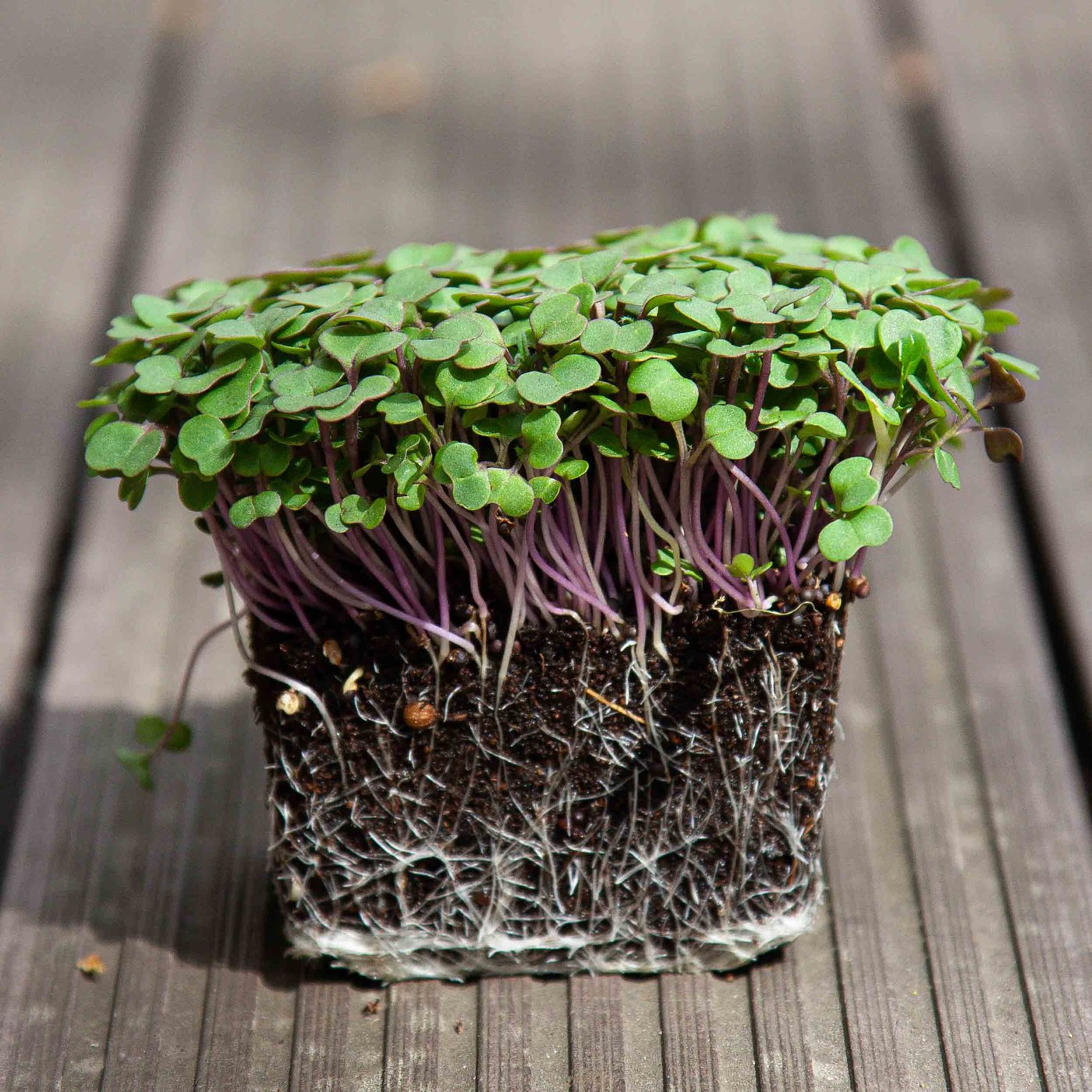 Kale